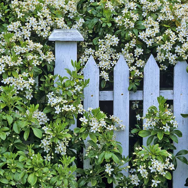 Wood Fence Installation